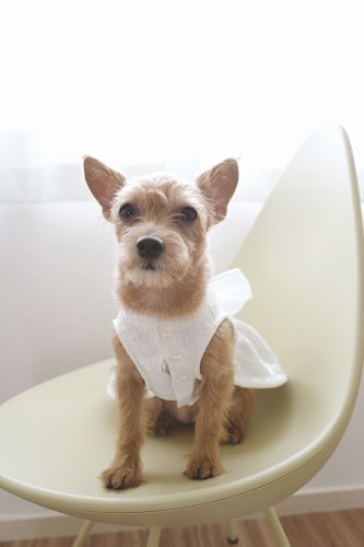 ブライダル(エンゲージメントフォト)写真 撮影場所 鎌倉(海) 犬、ドロップチェア