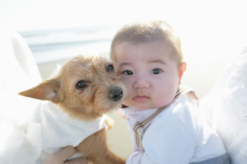 ブライダル(エンゲージメントフォト)写真 撮影場所 海(湘南) 鵠沼海岸、子供、犬