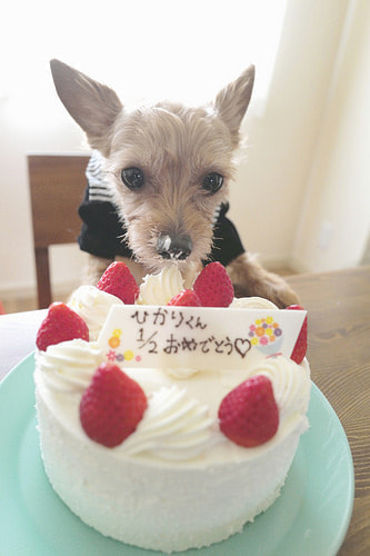 ハーフバースデー