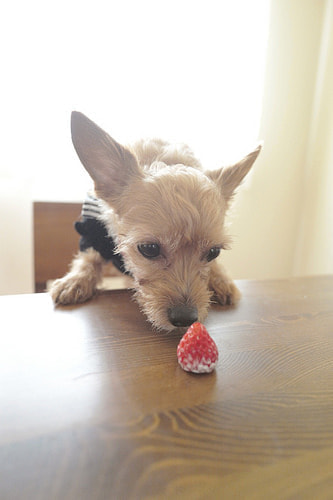 ハーフバースデー