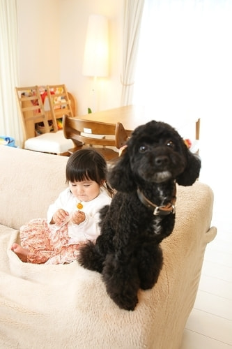 お宮参り写真 撮影場所 自宅(麻生区) 犬、女の子