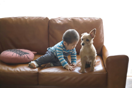 アクメファニチャー、ソファ４