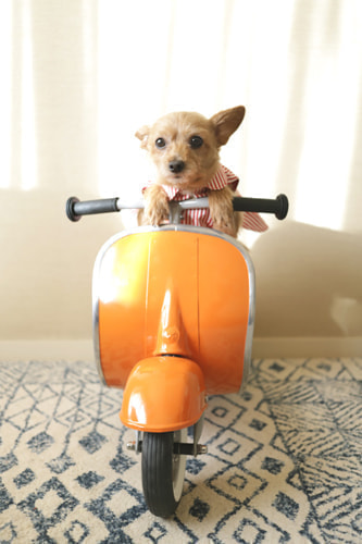 ベスパに乗る犬