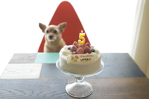 5歳バースデーフォト