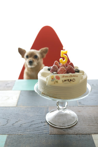 5歳バースデーフォト
