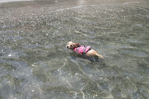 海水浴 横堀海岸
