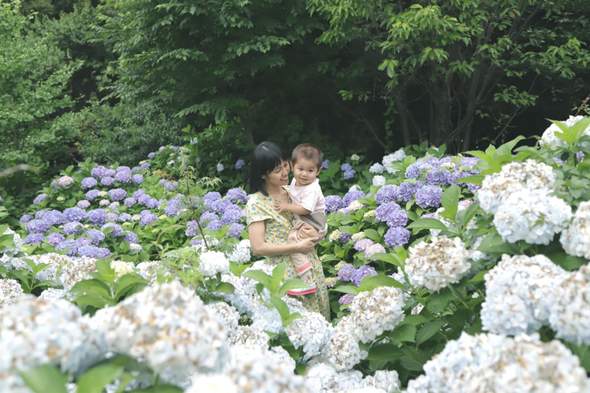 東京で撮影した紫陽花